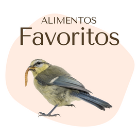 Alimentos Favoritos