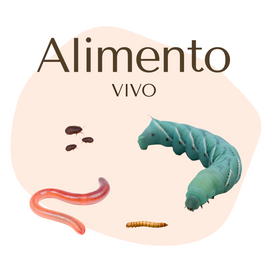 Alimento Vivo