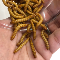 Giant Mealworms