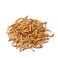 Giant Mealworms