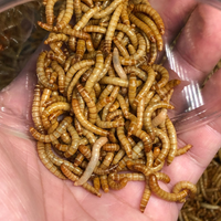 Mealworms