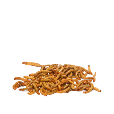 Mealworms