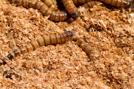 Salvado para insectos