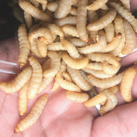 Waxworms