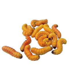 Butterworm ‎ ‎ ‎