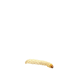 Waxworms